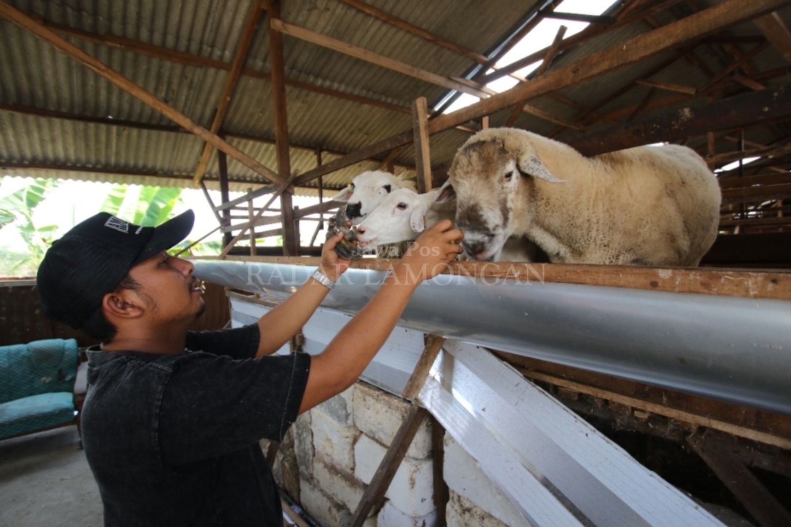 BERNILAI JUAL TINGGI: Salah satu domba dorper fullblood yang berada di Amar Farm Desa/ Kecamatan Turi.&nbsp;(Anjar D. Pradipta / Radar Lamongan)