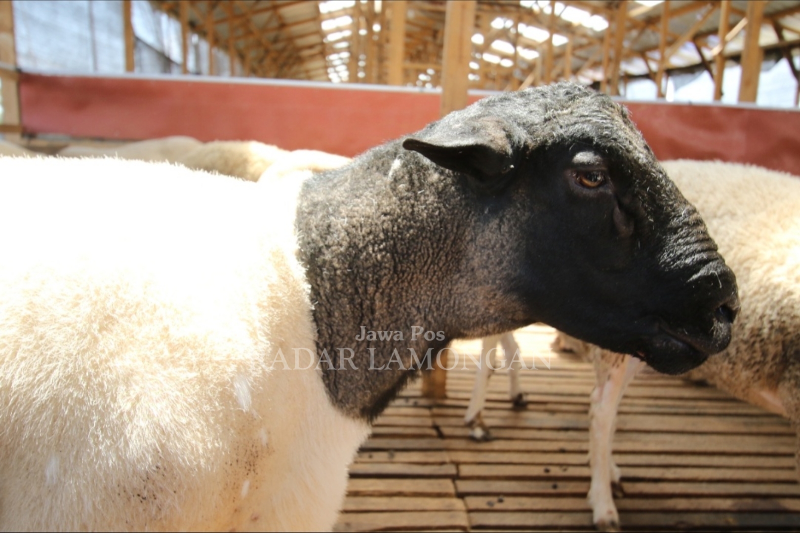 BERNILAI JUAL TINGGI: Salah satu domba dorper fullblood yang berada di Amar Farm Desa/ Kecamatan Turi.&nbsp;