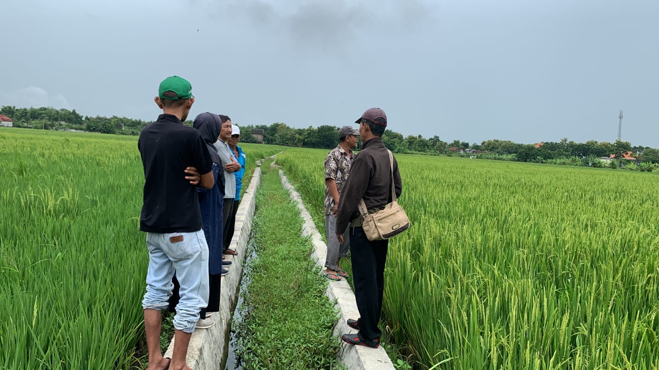 HASILNYA LEBIH BAIK: Monitoring tim Pengabdian kepada Masyarakat dari Universitas Airlangga pada lahan padi yang diberi pupuk hayati UNAIR bersama anggota Gapoktan Tani Abadi Desa Kedungpring