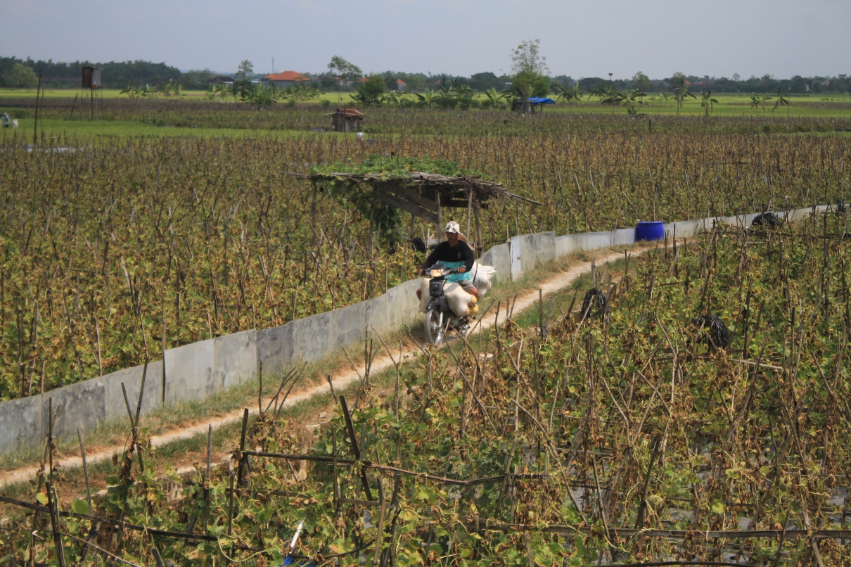 PERMUDAH AKSES: Jalan perkebunan untuk memudahkan petani mengangkut hasil panennya. (DOK/RDR.LMG)