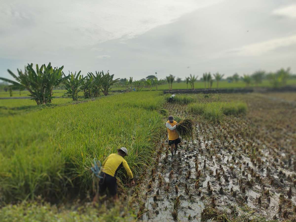 BUAT PAKAN TERNAK: Petani di wilayah utara Lamongan memotong tanaman padi karena gagal panen akibat hama tikus. (AHMAD ASIP A/RDR.LMG)