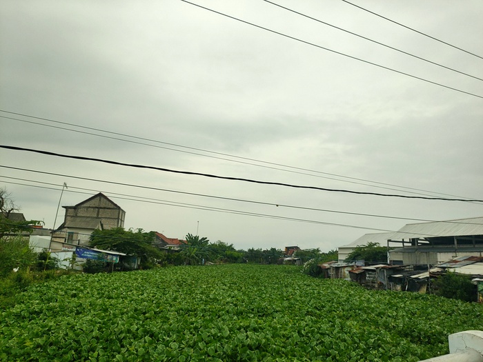 MENUNGGU GILIRAN DICACAH: Sungai di sekitar jembatan Kiringan, Kecamatan Turi, dipenuhi eceng gondok. (IST/RADAR LAMONGAN)