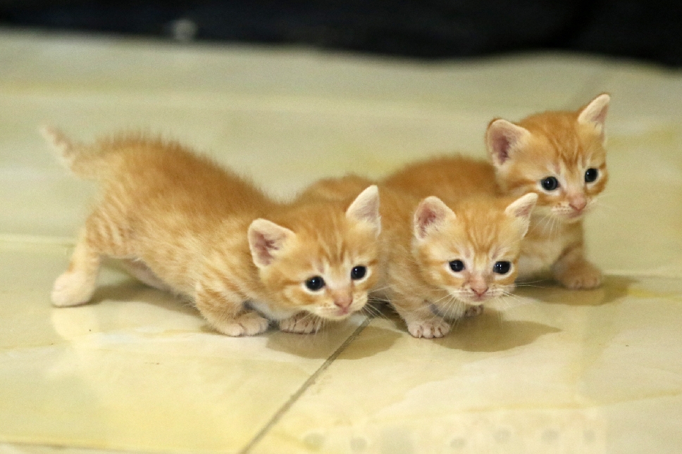 Anakan Kucing Munchkin yang Berhasil diternak oleh Andre Antosena