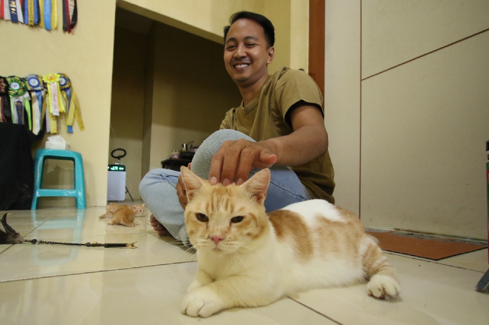 KESAYANGAN: Achmad Andre Antosena menunjukkan salah satu kucing munchkin.