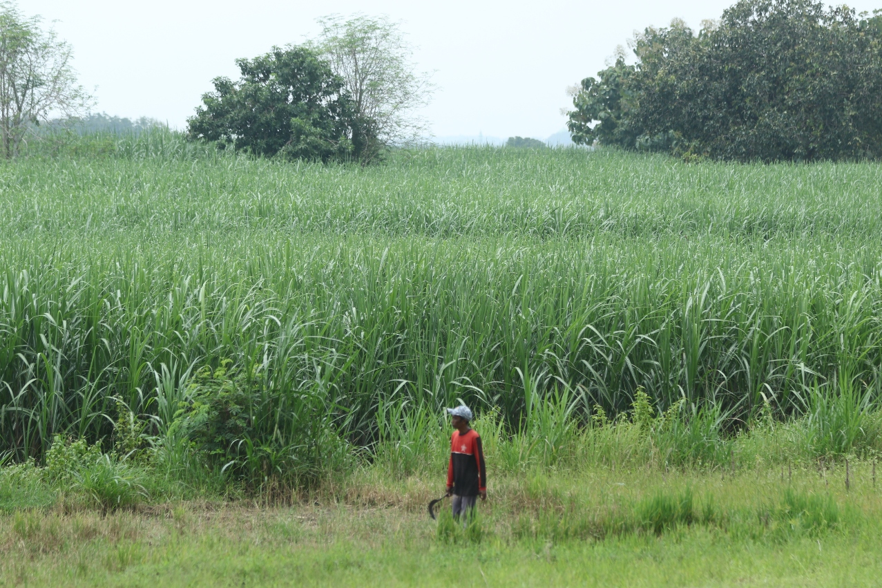 SAMA DENGAN TAHUN SEBELUMNYA: Lahan tebu milik petani di wilayah selatan Lamongan. (ANJAR DWI PRADIPTA/RDR.LMG)