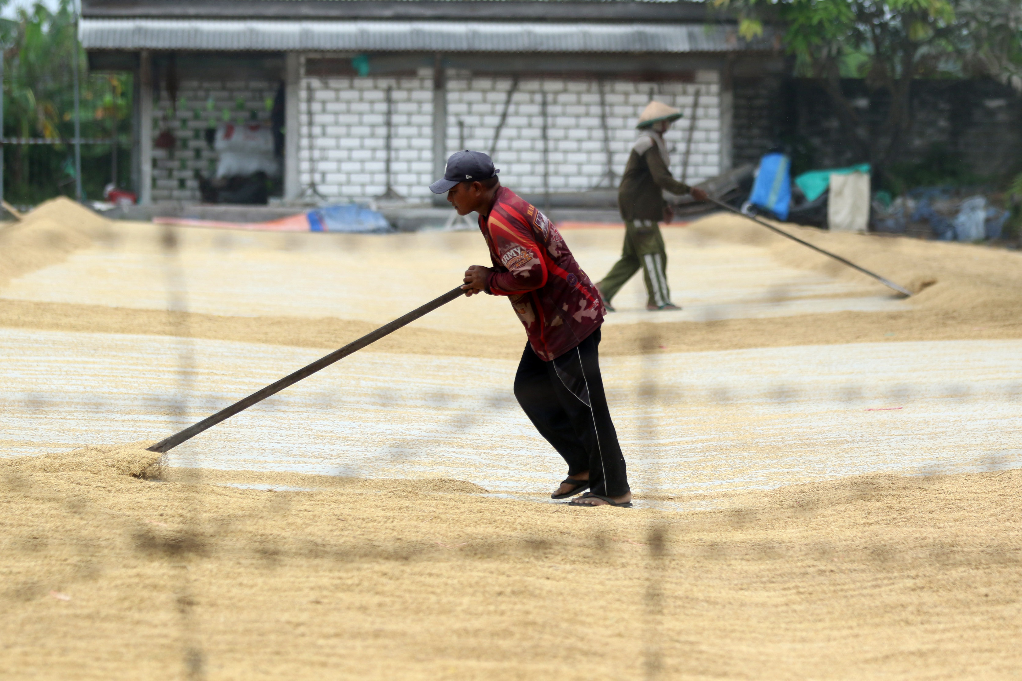 AGAR LEBIH MAHAL: Gabah yang dikeringkan agar harga jualnya lebih tinggi. (Anjar Dwi Pradipta/Radar Lamongan)