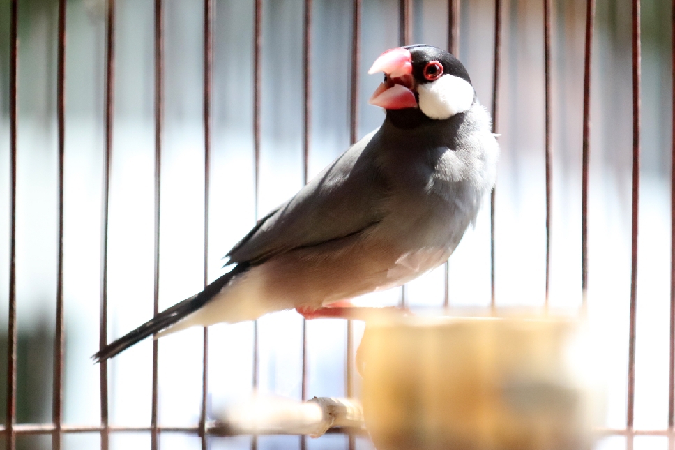 MUNGIL: Corak warna yang menawan menjadi kelebihan dari burung gelatik belong.