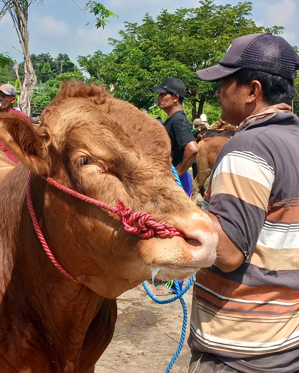 Virus PMK di Lamongan melandai. (DOK/RDR.LMG)