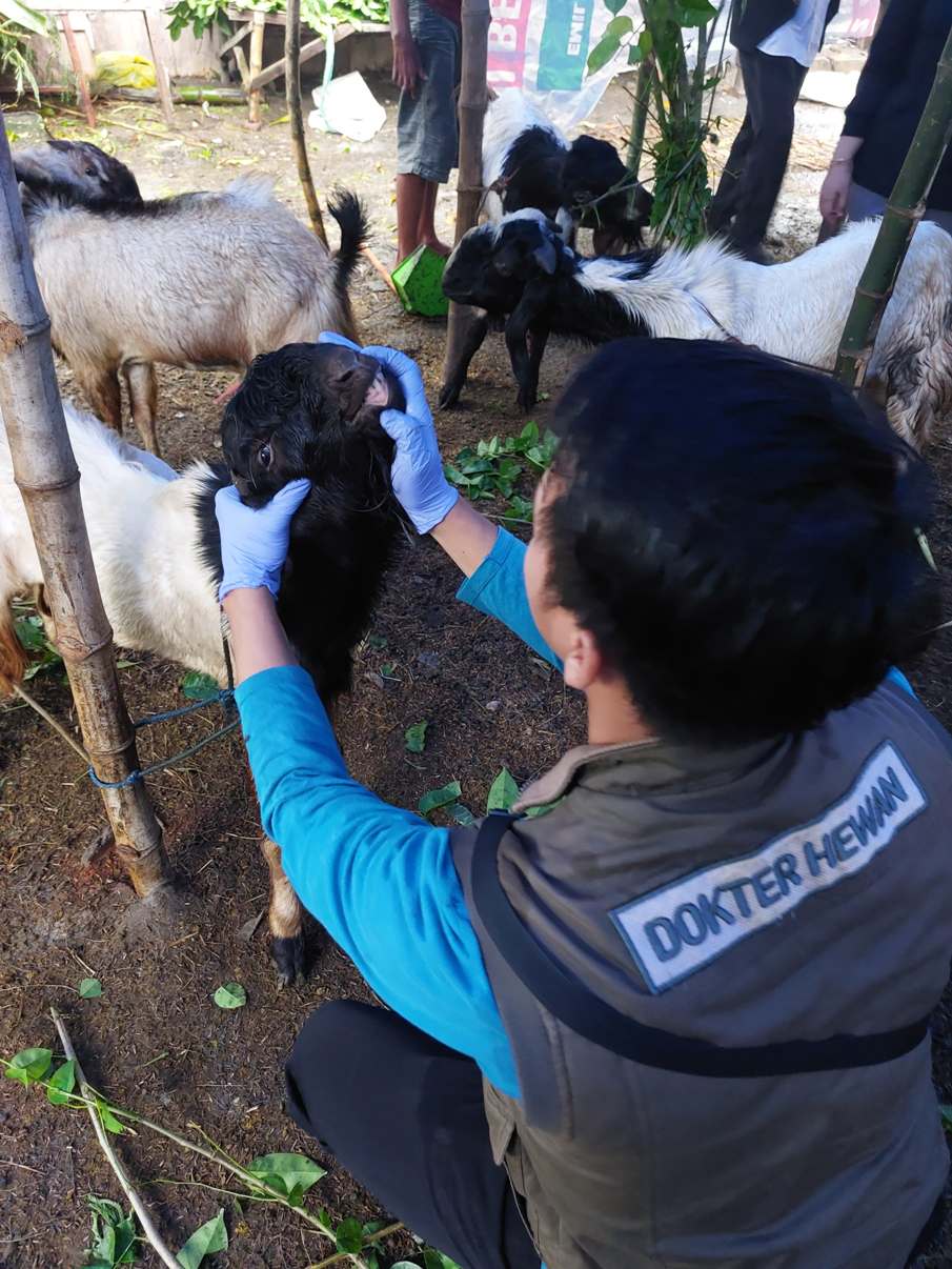 Selain daging, kotoran ternak kambing dan domba juga punya nilai bisnis yang sangat prospektif. (Dok/Radar Lamongan)