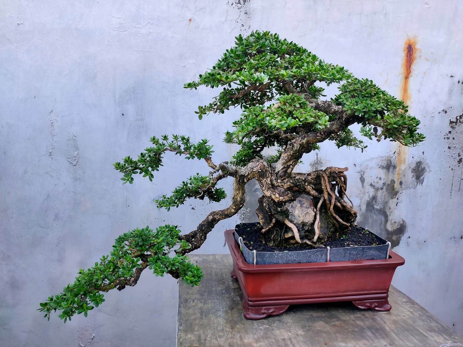 Bonsai santigi dikenal dengan corak batangnya, yang menyerupai kulit pohon berusia puluhan tahun.