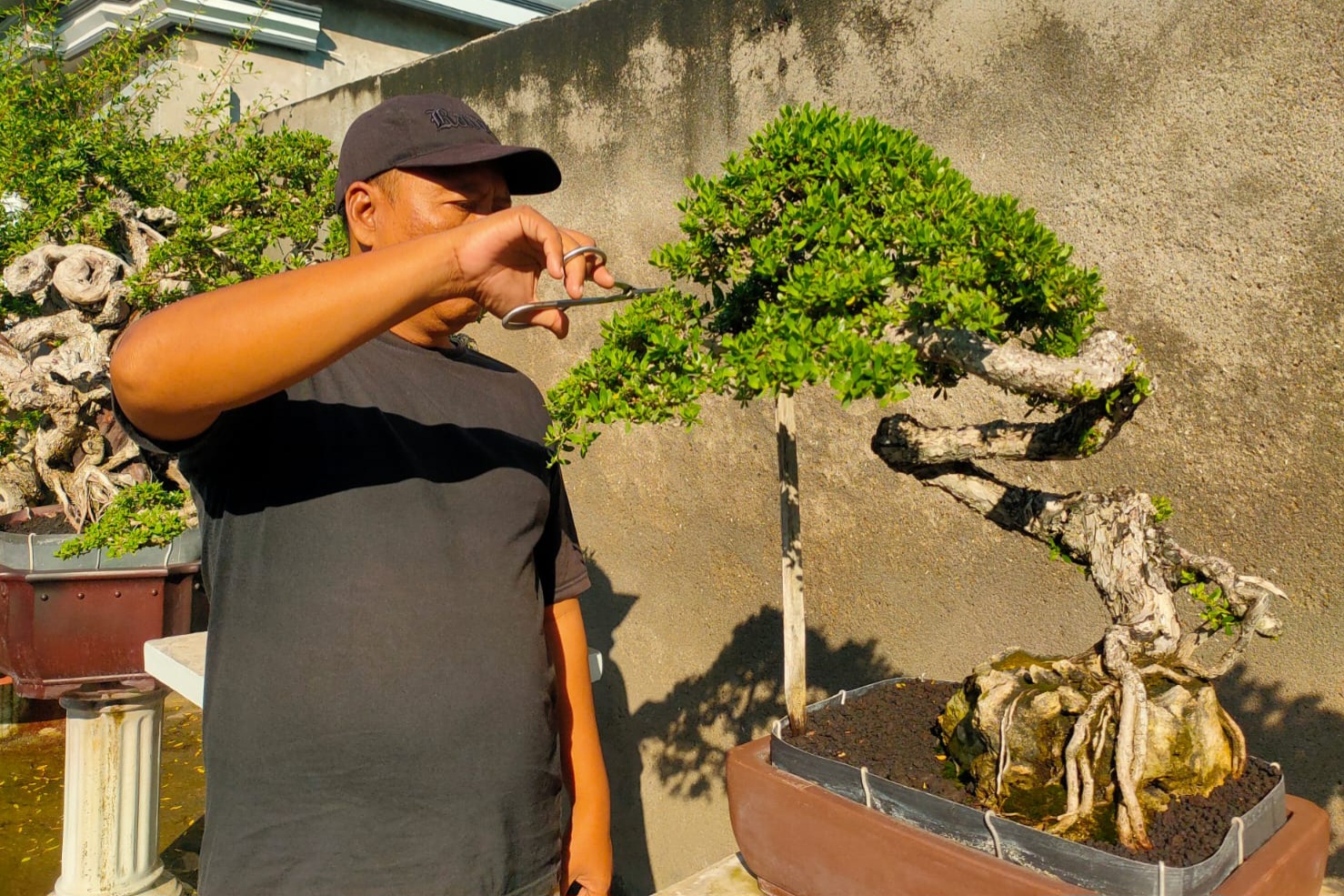 Arif memiliki sekitar 80 batang bonsai santigi.