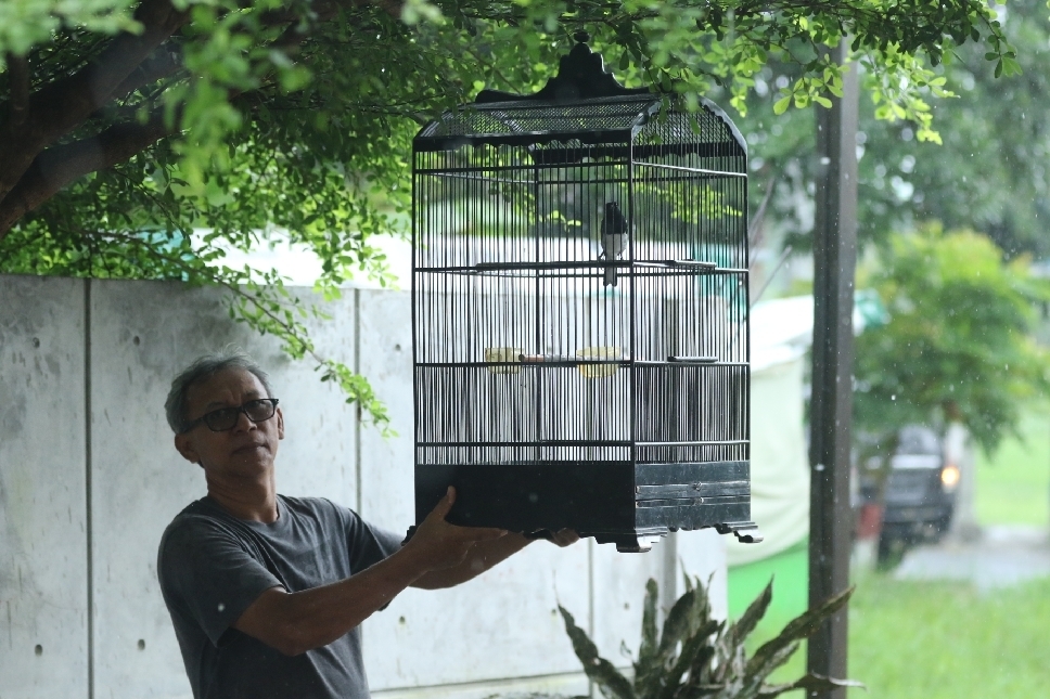 TELATEN: Sugono menunjukkan perawatan burung kacer di rumahnya.
