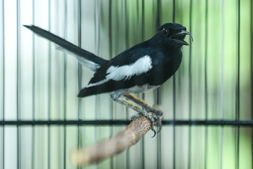 AKTIF: Burung Kacer bernama Exodus milik Sugono sering memenangkan lomba.