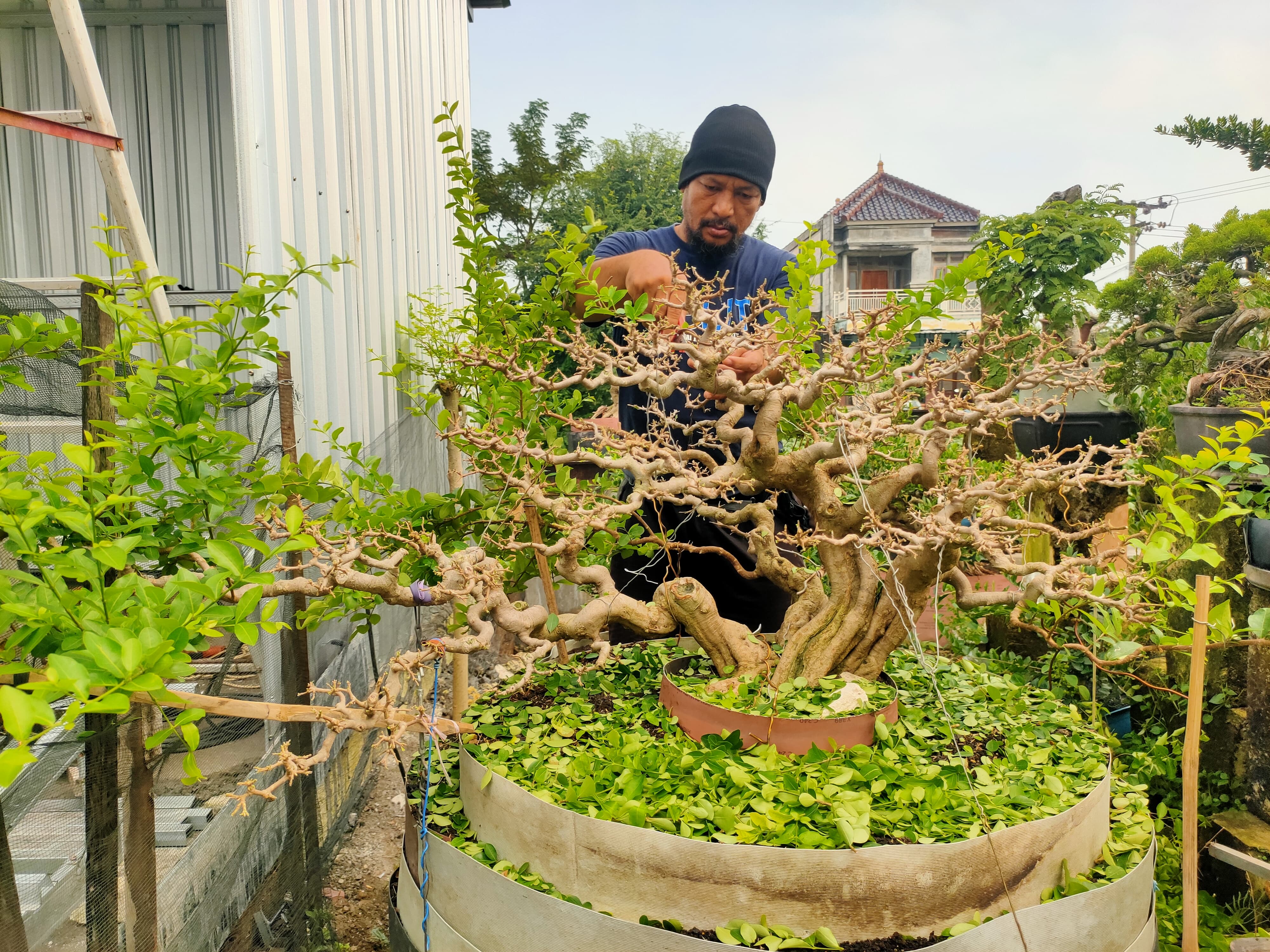 M. Khotib sedang melakukan pruning pada bonsai sianci di galeri kecil dekat rumahnya.