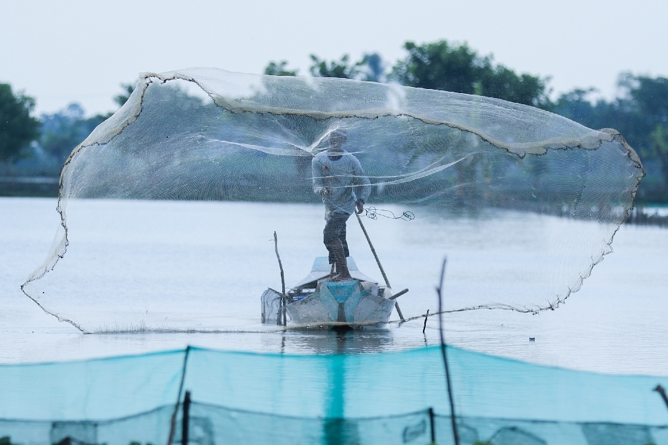 Petambak di wilayah Kecamatan Kalitengah sedang menjala udang di lahan yang dimilikinya