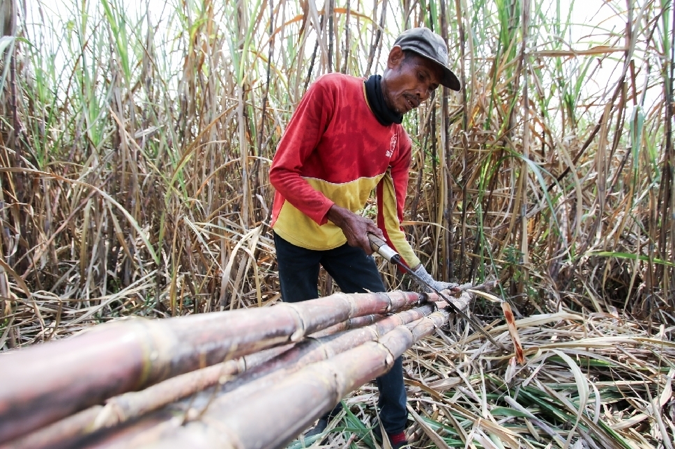 Wilayah Selatan Lamongan, rerata dipenuhi hutan dan perkebunan tebu.