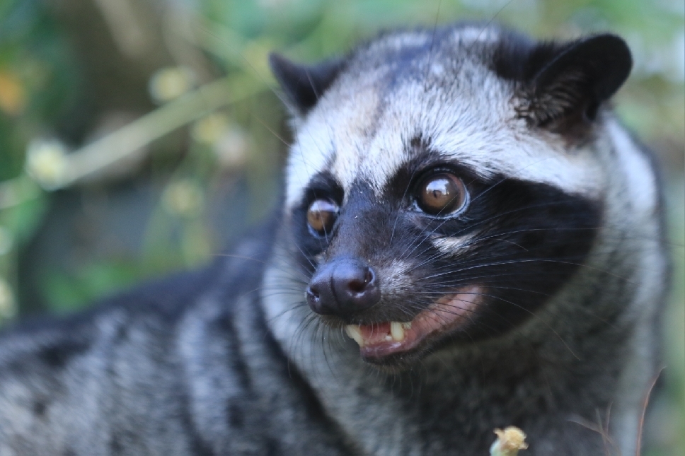 Selain ragam kuliner, Lamongan  juga mempunyai jenis fauna khas. Salah satunya ialah banded palm civet alias musang.