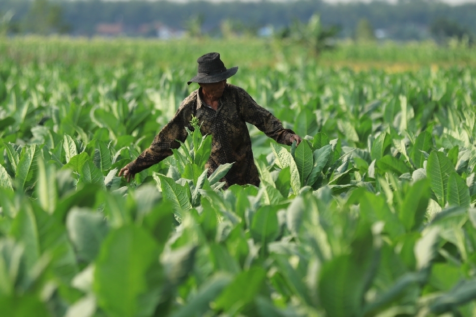 Sejumlah petani memilih untuk menunda tanam tembakau akibat kemarau basah.