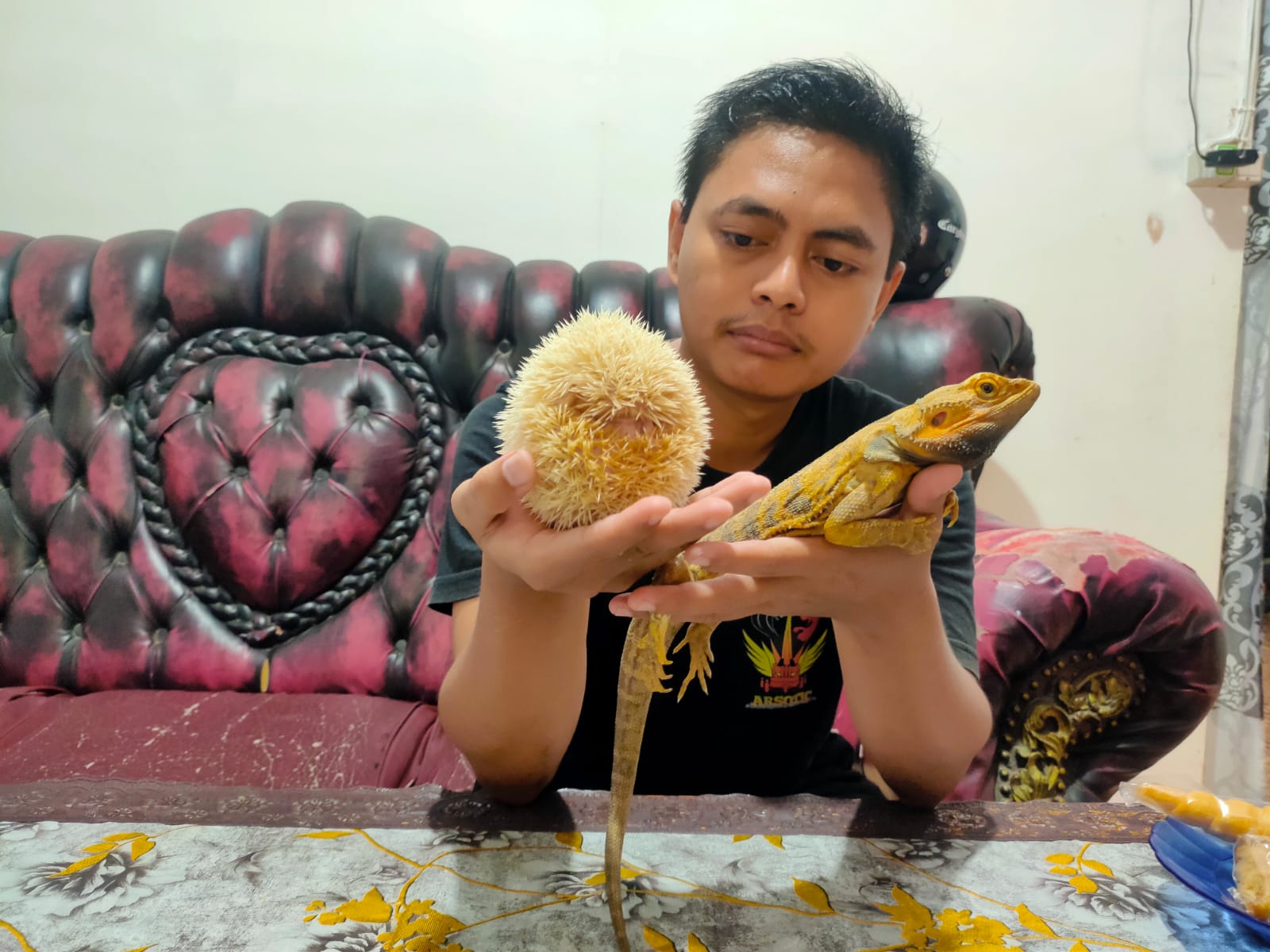JINAK: Ainun menunjukkan dua koleksi hewan eksotis kesayangannya, bearded dragon dan landak mini albino.