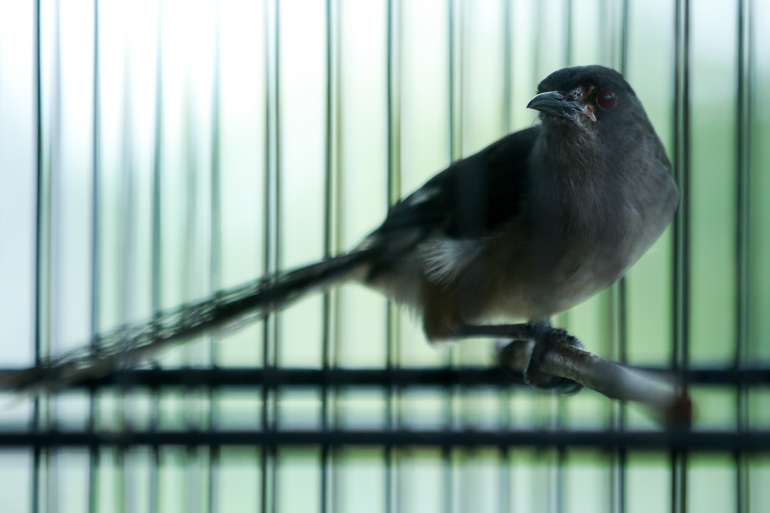DI BALIK LAYAR: Burung murai air yang menjadi salah satu masteran untuk melatih kicau burung yang hendak ikut lomba.
