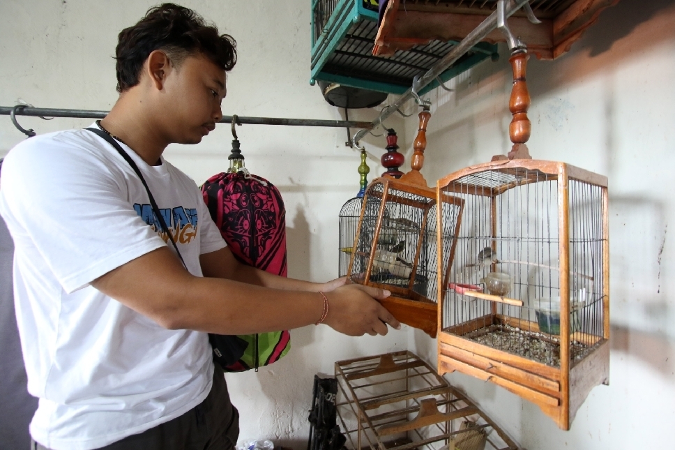 ASPEK PENTING: Bryan Fajariat Ramadan menunjukkan sejumlah burung masteran di rumahnya.&nbsp;