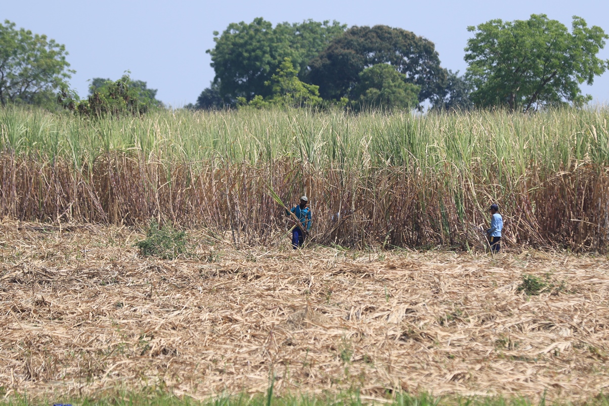 HARGA NAIK: Lahan tebu milik petani di wilayah selatan Lamongan yang mulai dipanen. (ANJAR DWI PRADIPTA/RDR.LMG)