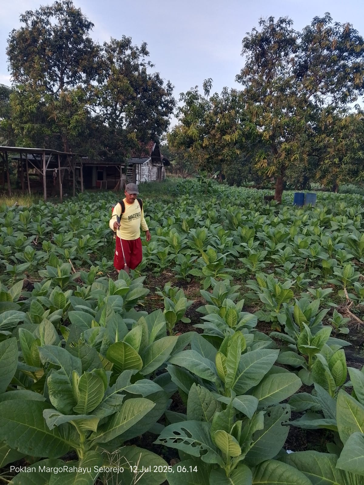 MENYESUAIKAN KONDISI: Intensitas hujan yang lumayan tinggi pada musim kemarau ini, membuat petani tembakau harus tanam dua sampai tiga kali.