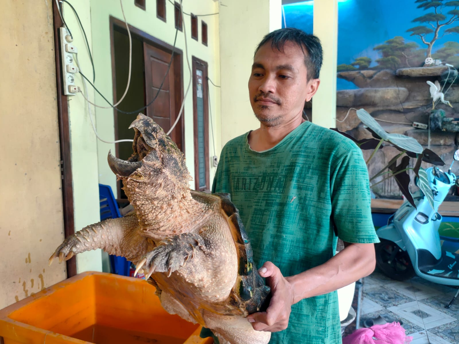 Mamak Sumarsidik menunjukkan kura-kura AST yang berukuran cukup besar.