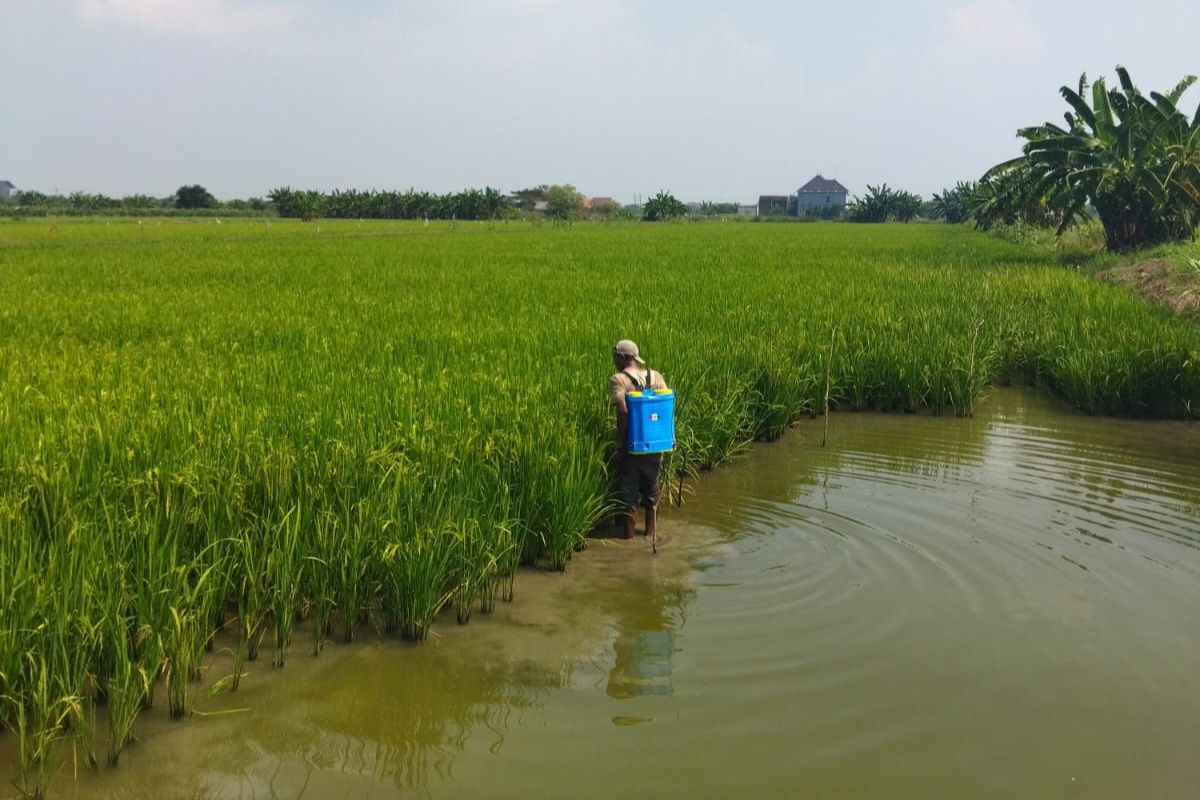 MERESAHKAN: Petani melakukan penyemprotan untuk menangkal serangan jamur dan bakteri pada tanaman padi.