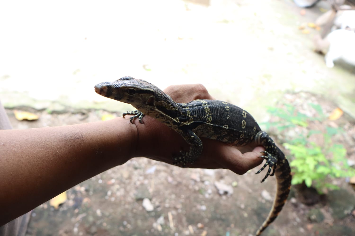 Nicho Agus Setio Purnomo saat menunjukkan biawak yang sudah jinak.
