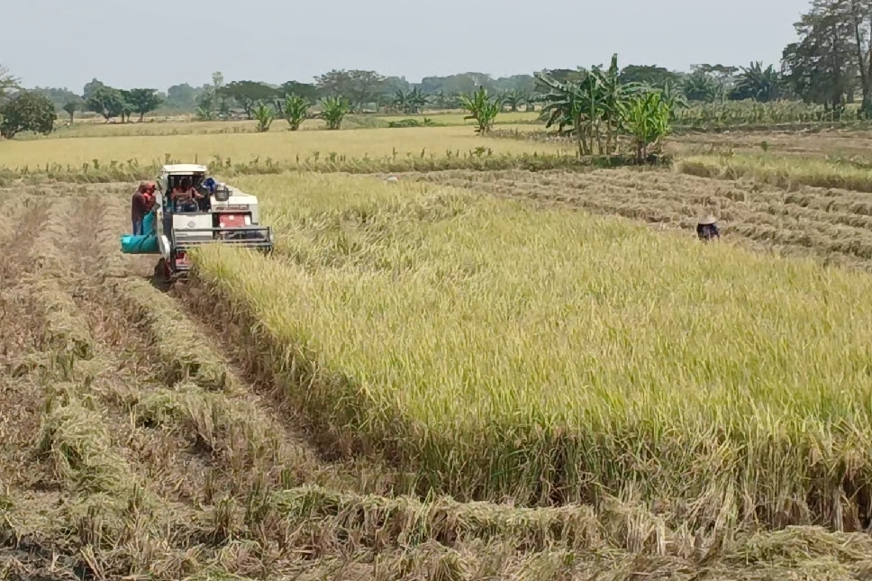 MUSIM PANEN: Terdata 19 kecamatan melaksanakan panen di bulan ini.