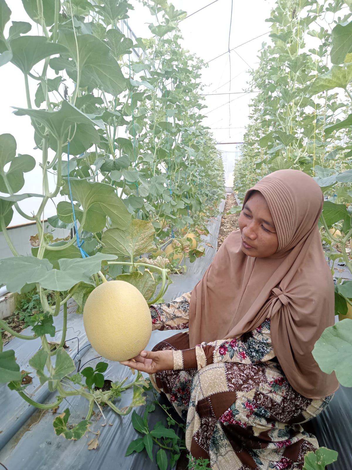 HEBAT: Hasil melon berkualitas dari petani Desa Lembor.