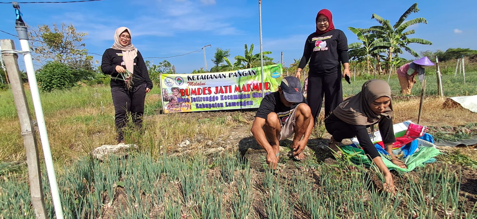 KETAHANAN PANGAN: BUMDes bersama Kepala Desa Jatirenggo Kecamatan Glagah Try Deasy Kusumaning Ayu S.psi melakukan panen bawang merah.