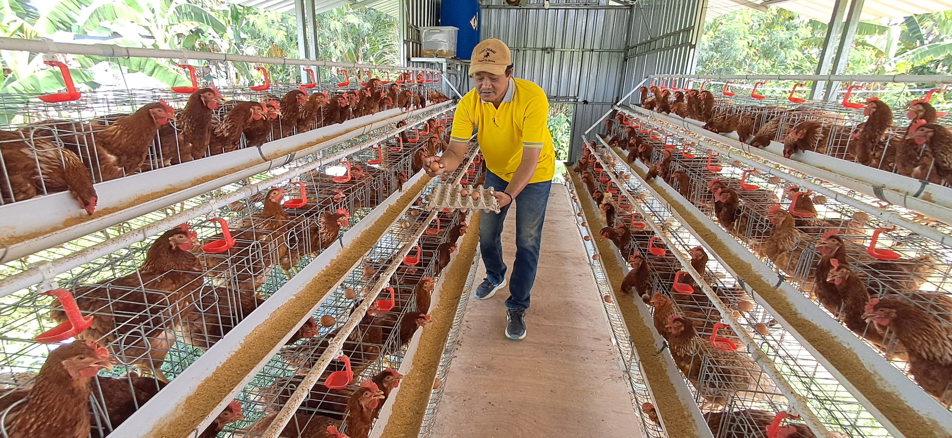 EKONOMI BANGKIT: Kades Majenang, Angguk Tri Setyo Hartawan ketika meninjau BUMDes yang bergerak di bidang peternakan ayam.