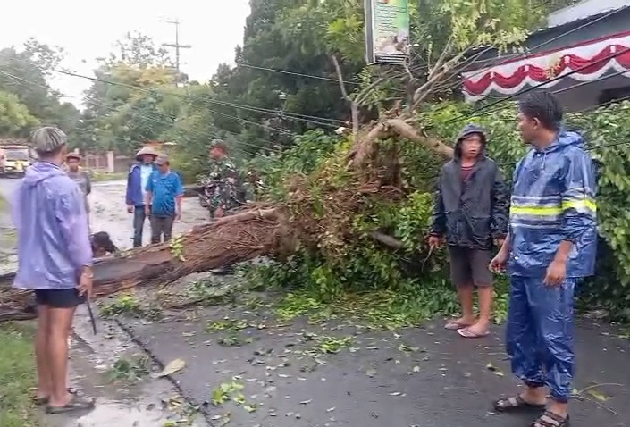 Pohon tumbang di sekitar jalan poros wilayah Kecamatan Ngimbang yang diakibatkan oleh cuaca ekstrem, Selasa (7/10) sore.