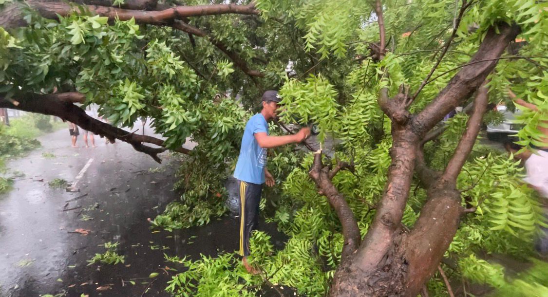 Pohon tumbang di jalan Mantup-Lamongan mengakibatkan arus lalu lintas mengalami kemacetan