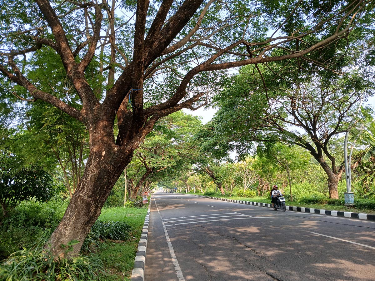 MIRING KE JALAN: Pohon yang perlu dirapikan karena posisinya agak miring. (ANJAR DWI PRADIPTA/RDR.LMG)