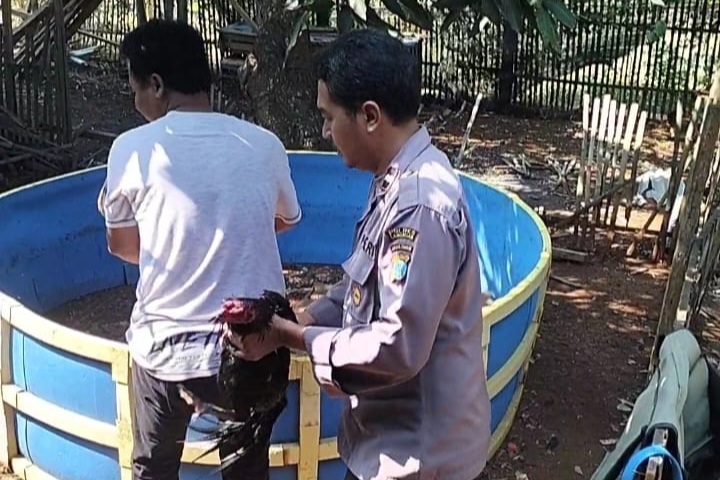 Beberapa anggota kepolisiam mengamankan barang bukti di lokasi pengrebekan judi sabung ayam di Desa Brengkok, Kecamatan Brondong.