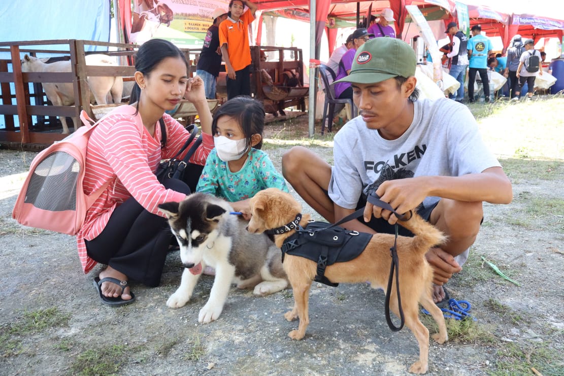 Agung Saifullah Ade Singgih, pecinta anjing di Lamongan menunjukkan anjing jenis Chihuahua dan husky kesayangannya.