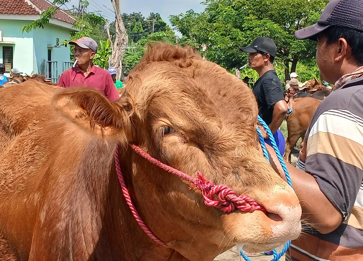 TETAP WASPADA: Sapi yang ada di salah satu pasar ternak. Peternak saat ini harus meningkatkan kewaspadaan karena Disnakkawan Lamongan menemukan 36 sapi terkena PMK. (ANJAR DWI PRADIPTA/RDR.LMG)