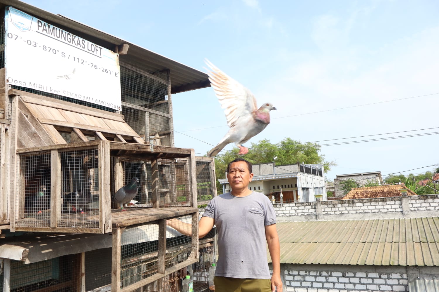 Salah satu merpati pos milik Darminto pernah dilepas jarak 655.47 km dari Karimun Jawa, serta kembali ke rumahnya di Kecamatan Sekaran, Lamongan hampir enam jam.