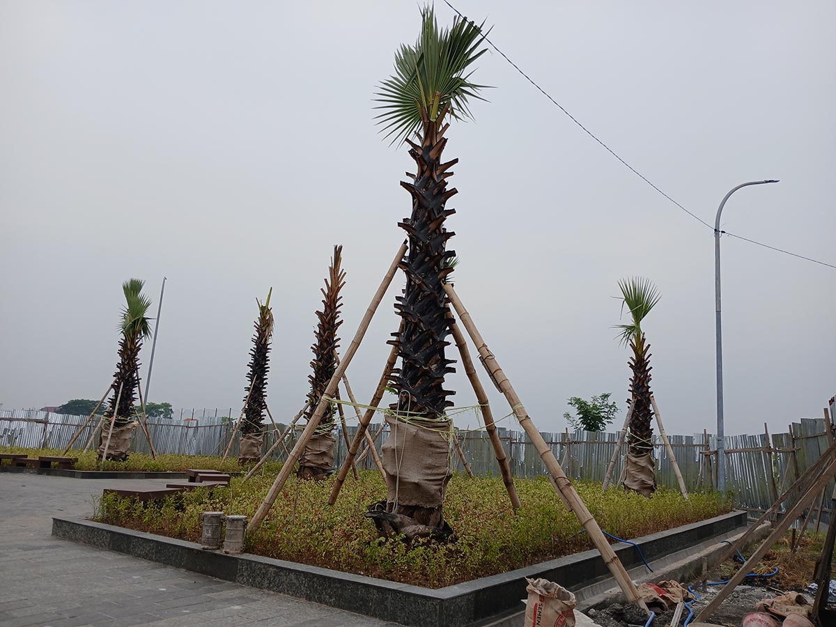 TERUS DIPANTAU: Palem yang ditanam di taman kawasan Gajahmada Lamongan. Dinas Perkim dan Cipta Karya Lamongan terus mengecek untuk memastikan pohon tersebut tumbuh dengan baik. (ANJAR DWI PRADIPTA/RDR