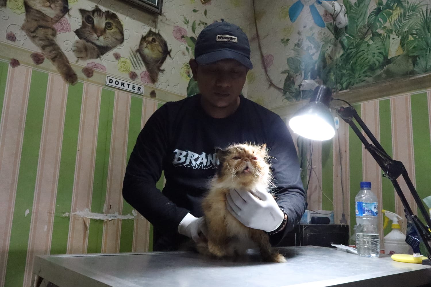 RUTIN: Pehobi kucing persia peaknose, Drh Aminul Wachid menunjukkan cara perawatan.