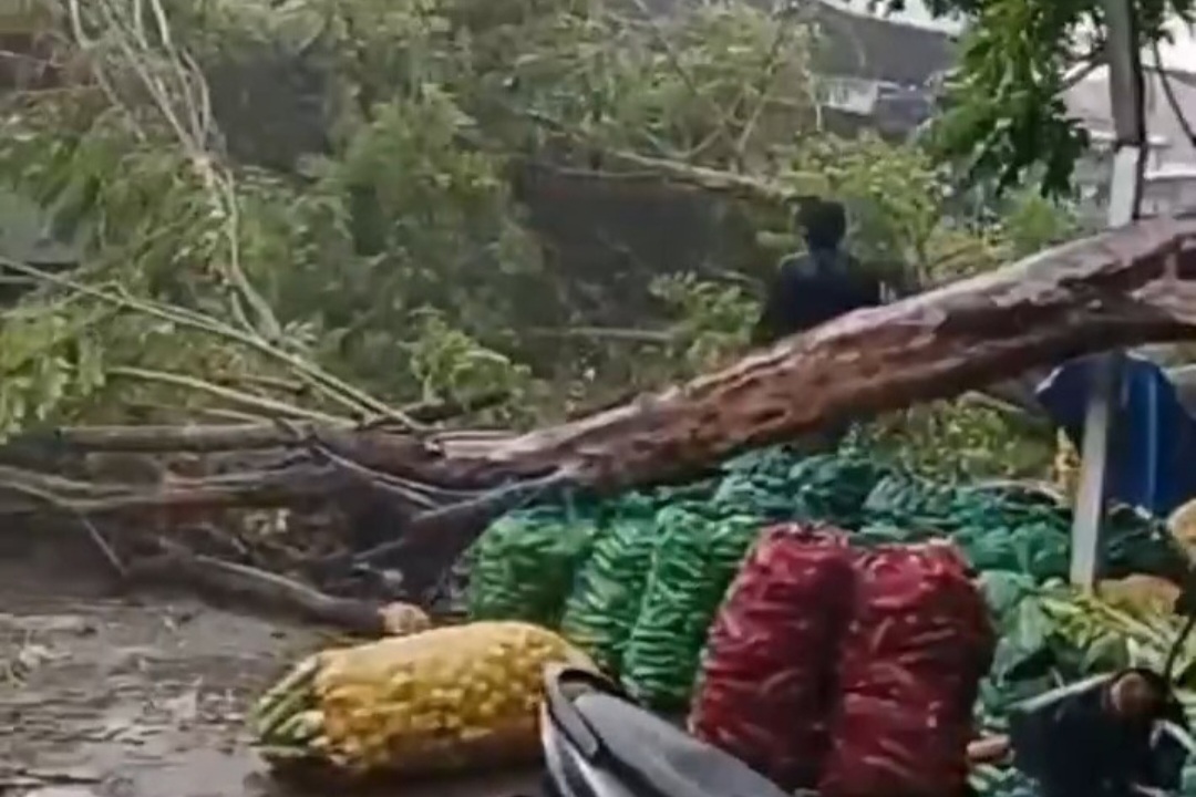 Sebuah pohon tumbang di area Pasar Agrobis Babat menimpa sebuah motor milik warga.