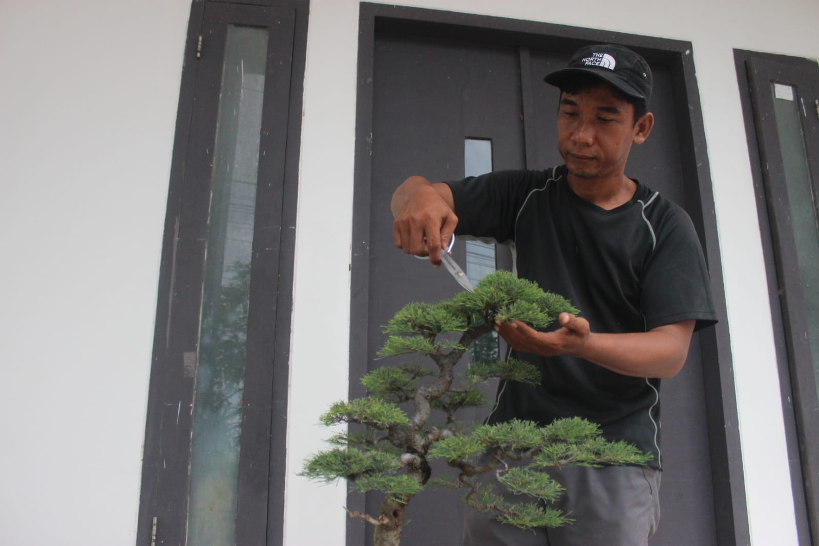 Arif Rahman menunjukkan cara pruning Bonsai Cemara Udang.