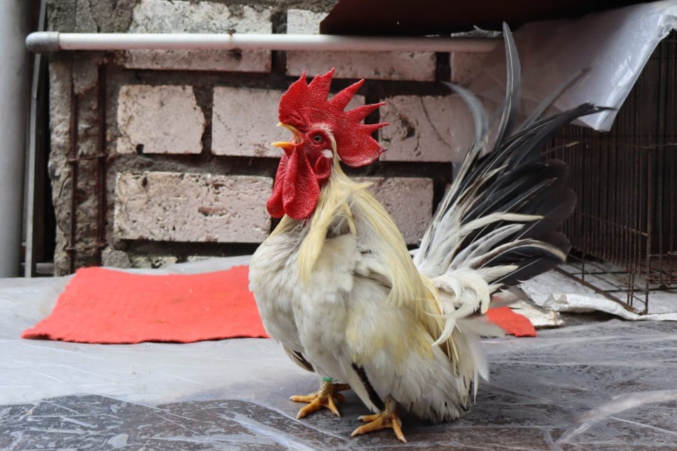 MULAI DILIRIK: Ayam hias chabo blacktail asal Jepang memiliki daya tarik lada proporsi tubuh yang mungil dan warna bulu.