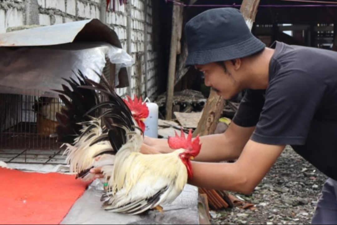 TELATEN MERAWAT: Imam Takhiyudin menunjukkan beberapa ayam hias chabo blacktail koleksinya.