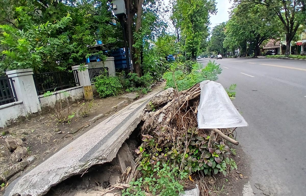 RUSAK TROTOAR: Pohon yang ambruk di tepi jalan. Seringnya hujan deras dan angin kencang mengakibatkan pohon &ndash; pohon rawan tumbang. (ANJAR DWI PRADIPTA/RDR.LMG)