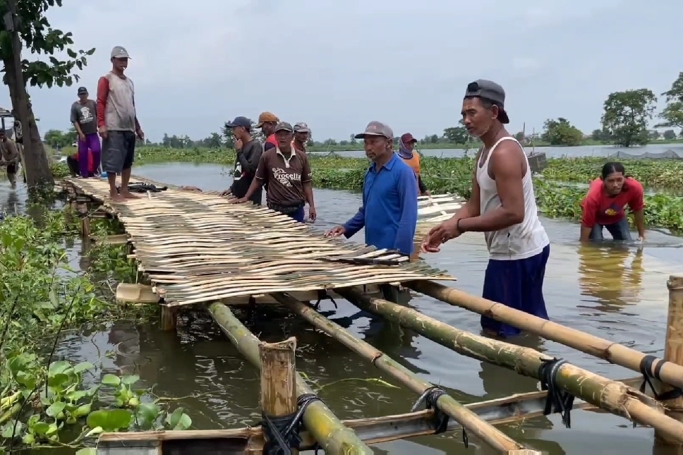 Warga Terdampak Banjir Bengwan Jero  di Desa Bojoasri, Kecamatan Kalitengah. Gotong Royong Dirikan Jembatan Bambu, Rabu (28/1).