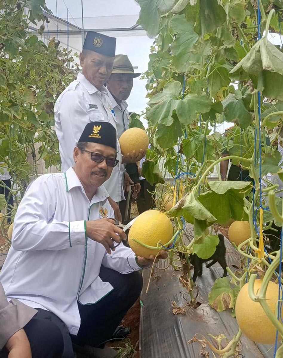 PETIK MELON: Ketua Baznas Kabupaten Lamongan, Bambang Eko Muljono, memetik melon di greenhouse Desa Sendangharjo, Kecamatan Brondong. (IST/RDR.LMG)